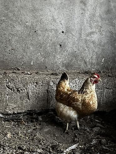 Курица, Для яиц — 3