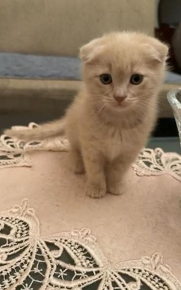 ev heyvan: Şotland — 3