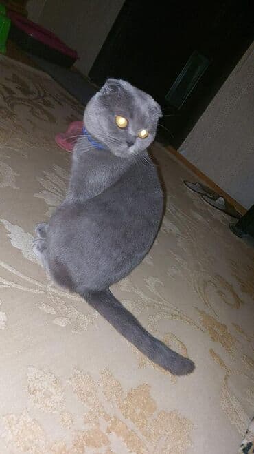 вислоухие коты серые: Шотладская вислоухая, Самец — 3