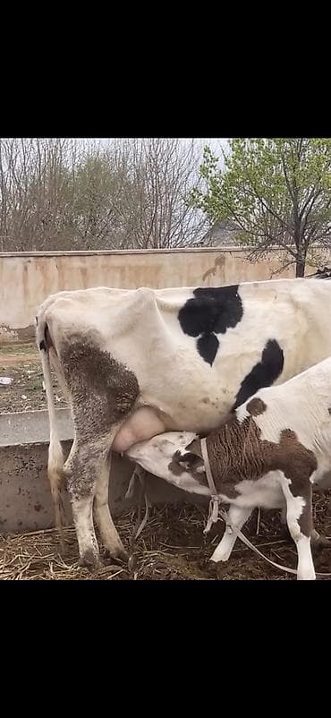 ev quslari haqqinda melumat: Süd malqarası – inək buzovla birlikdə - Cins: holştin tipli, ağ-qara — 4