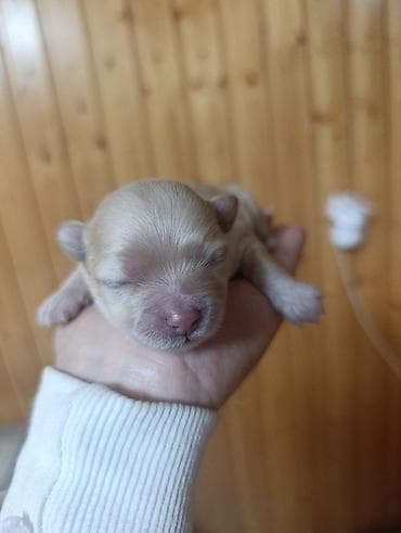 mini doberman: Pudel, Peyvəndli — 6