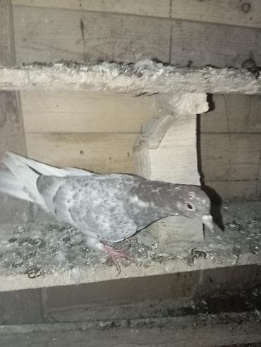 ev sicani: Boz çalarların qarışığına sahib ev göyərçini - Növ: ev/poçt tipli — 1