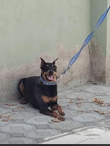 qara mal: Doberman, 1 il, Dişi, Peyvəndli, Ünvandan götürmə, Ödənişli çatdırılma — 5