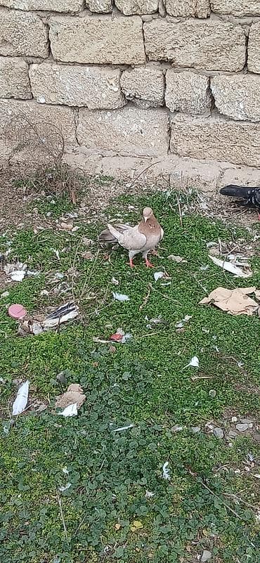 dekorativ quslar: Ebres erkey olmalıdı — 2