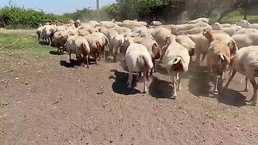 qoyun mal: Dişi, il: 1, Pulsuz çatdırılma — 7