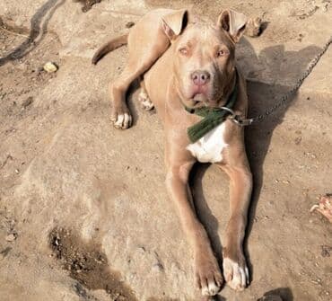 it satşı: Pitbul, 1 il, Erkek, Ünvandan götürmə — 3