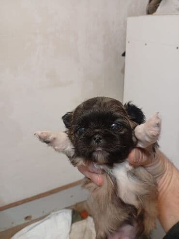 Pekines, 1 ay, Erkek, Peyvəndli, Ünvandan götürmə