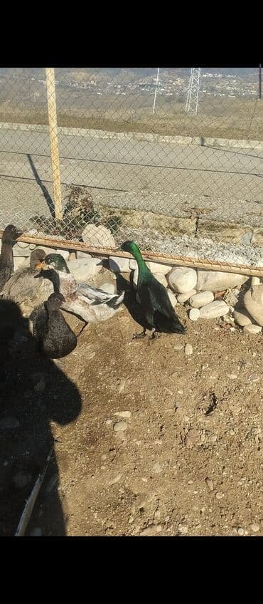it satisi balaca: Erkək, Damazlıq, Ödənişli çatdırılma — 2
