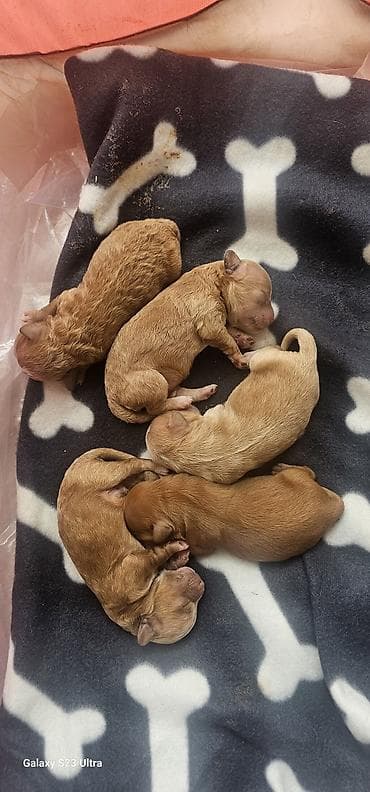 basenc itleri: Pudel — 3