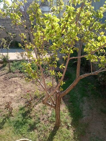 çay evi icarəyə verilir: Digah, 230 kv. m, 3 otaqlı, Qaz, İşıq, Su — 14