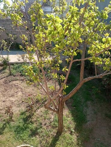 baki otel qiymetleri: İcarəyə təqdim olunur geniş və işıqlı otaq - İki ayrı tək çarpayı - — 23