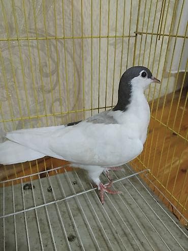 quş hini: 12 eded delfin goyercin 5 eded dekarativ delfinlerin cutu 30 manat — 8