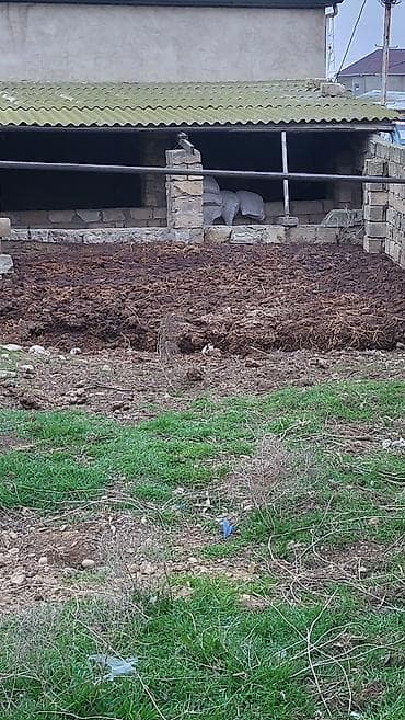 bitki toxumlarinin satisi: Təbii mal peyini – üzvi gübrə - Heyvandarlıq təsərrüfatından — 2