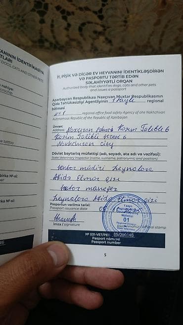 it balasi: Qafqaz çoban iti, 4 ay, Dişi, Cütləşmə üçün, Ünvandan götürmə — 4