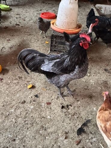 qız pişik adları: Xoruz, il: <1 — 2