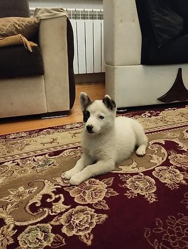 meydan itləri: Xaski, 3 ay, Dişi, Ünvandan götürmə — 1