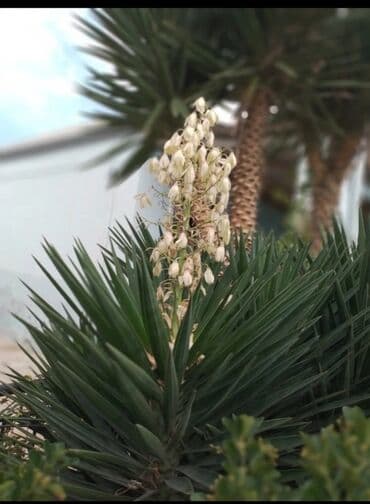 6 otaqlı, 150 kv. m, Kredit yoxdur, Orta təmir — 19