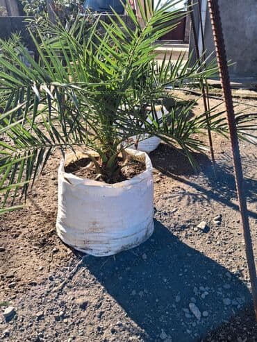 sultan daragi gülü: Məhsul: Xurma palması (Phoenix dactylifera) fidanları Təsvir: - — 10