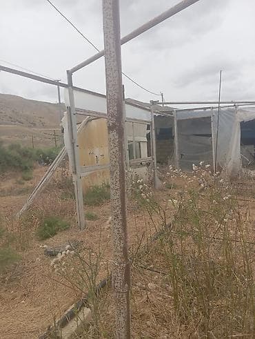evkalipt ağacı satilir: Qalın stenkali tubalardi,3metre hündürlüyü.Kohnə rus — 4