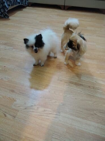 berde mal bazari 2020: Şpitz, 8 ay, Peyvəndli — 3