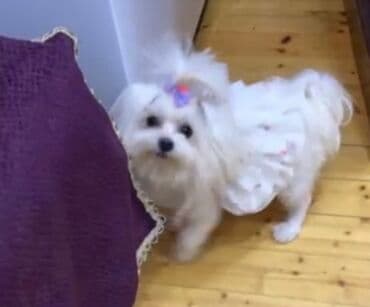 Malta bolonka, 1 ay, Erkek