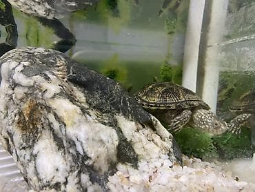 baliq tutan satilir: Dördbucaq akvarium, Balıqlarla birlikdə, 12 l, Ünvandan götürmə — 7