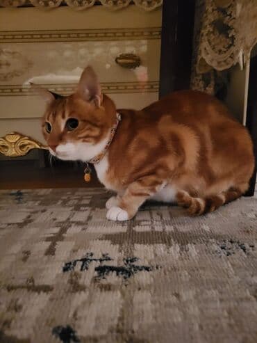 купить домик для кота: Табби, Самец, В добрые руки, Самовывоз — 2