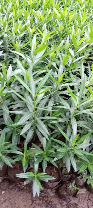 Çöl bitkiləri: Aliandıra Cox sayda alana endirim olacaq — 1