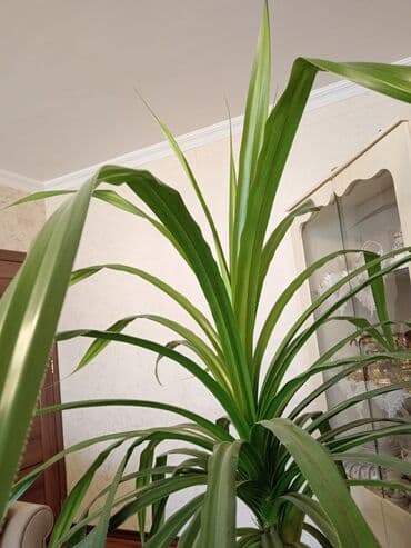 sine boyuden bitki: Pikantus gülü. Hündürlüyü 2m dən çoxdu. Çox gözəl görünüşü var. İri — 3