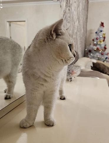 pişiy pulsuz: Şinşilla — 2