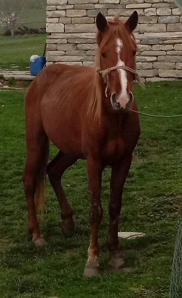 mal bazari: Erkək, il: 4, Ünvandan götürmə — 5