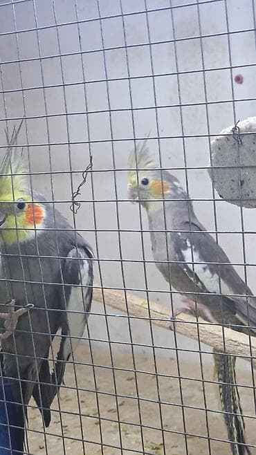 Gəmiricilər: Məhsul: Nimfa papağanları (Cockatiel) Təsvir: - Şəkillərdə boz-ağ — 1