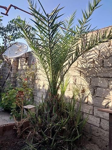Xurma (xurma xurması, Phoenix dactylifera) – həyət üçün dekorativ — 2
