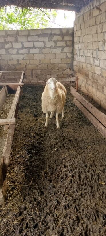 atla eşşəyin cütləşməsi: Quzu, Erkək, ay: 4, 50 kq, Damazlıq, Ünvandan götürmə — 2