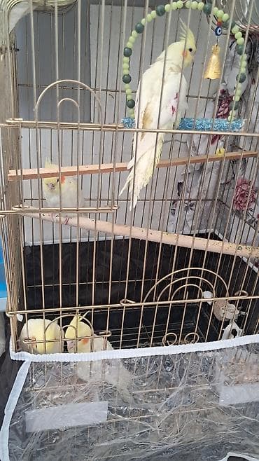 pavlin goyercin satisi: Salam, 3və 6 ayıığ erkək Karella quşlar satılır, quşlar əl quşudu — 5