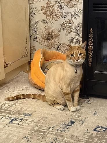 şotlant pisiyi: Menim sevimli pisiyim . 4 ildi menimle yasayir . isimle elaqeder — 1