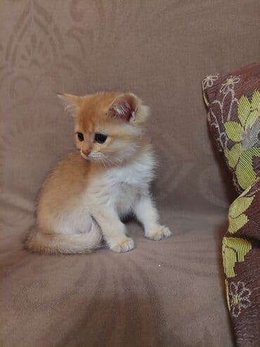 купить шотландского котенка: Золотая шиншилла, Самка, В добрые руки, Самовывоз — 4
