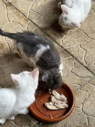 pişik blender: Yaxşı əllərə — 2