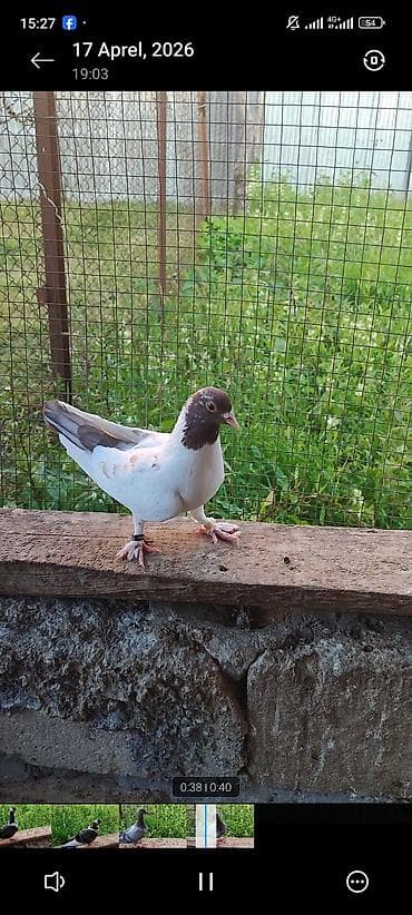 afcarka balası satışı: Qiymət kom 40 azn real hamsın alan olsa endirim eləmək olar Ağ quyruq — 6