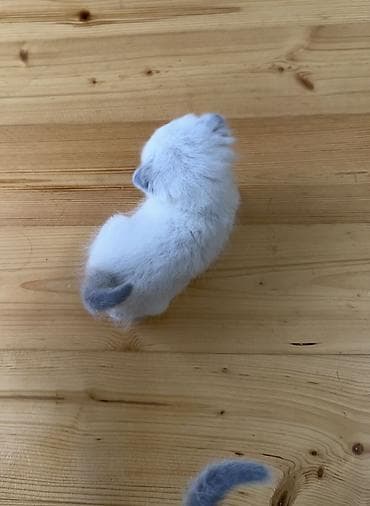 bərdə broyler: Şotland yastı qulaq, Yaxşı əllərə — 10