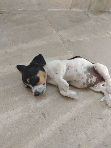tüklü itlər: Cek rassel teryer, 2 ay, Erkek, Pulsuz çatdırılma — 1