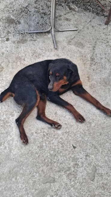 it sahiblenme: Doberman, 10 ay, Erkek — 5