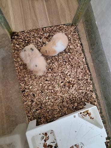it heyvan: Heyvan: Hamster (2 ədəd) Cins/Tip: Suriya (qısa tüklü krem-ağ ləkəli) — 3