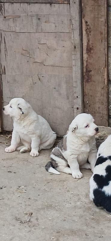 labrador qiymeti: Alabay, 1 ay, Erkek, Peyvəndli, Ödənişli çatdırılma — 2
