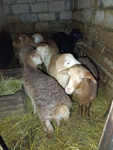 Inəklər, öküzlər: Satış üçün qoyun sürüsü və quzular 17 dənə cavan damazlıq qoyunlar — 2