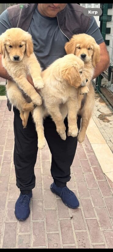 золотистый ретривер цена: Retriever, 2 ay, Dişi, Peyvəndli, Ünvandan götürmə — 2