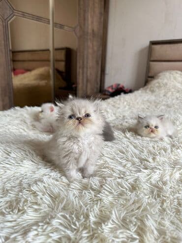 yuxuda qaz balası görmək: Şotland, Erkək, Dişi, Yaxşı əllərə, Ünvandan götürmə, Pulsuz çatdırılma, Ödənişli çatdırılma — 8