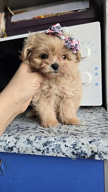 Pişiklər: Ödənişli çatdırılma — 1