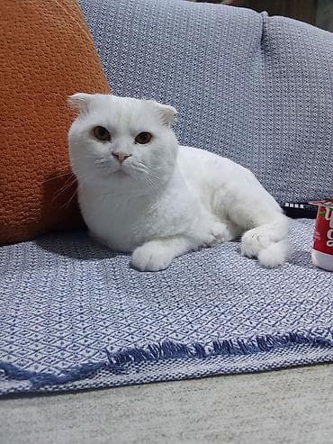 Cütləşmə üçün