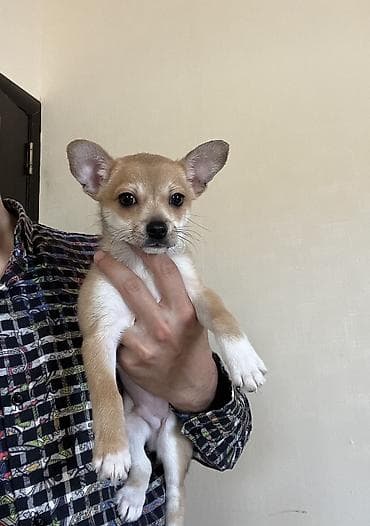balaca tuklu it: Çixuahua, 3 ay, Erkek, Peyvəndli, Ödənişli çatdırılma — 6
